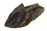 1.50" Partially Rooted Triceratops Tooth - North Dakota - #130480-2